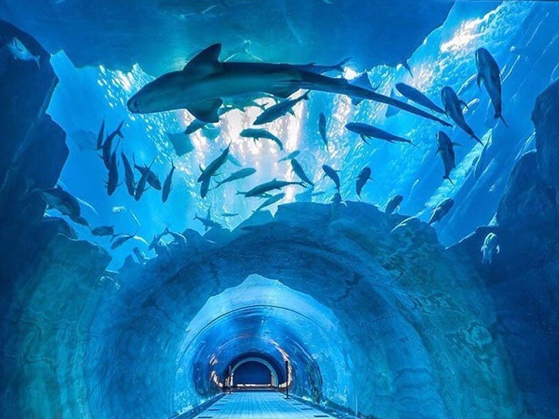 Dubai Aquarium and Underwater Zoo