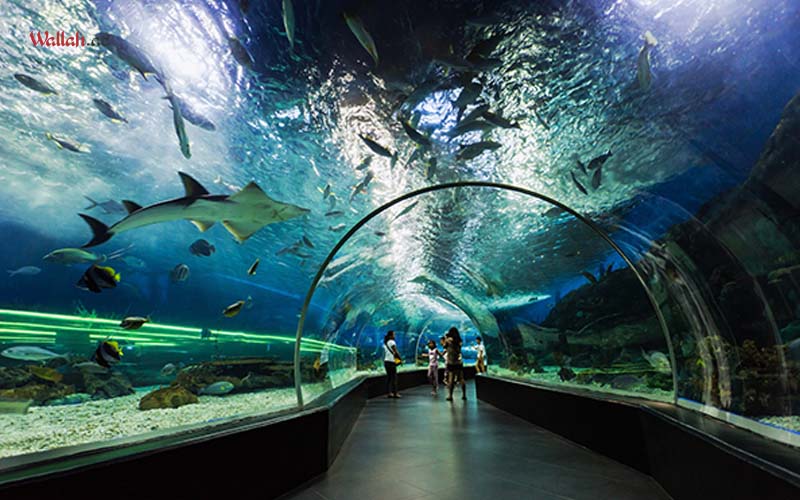 dubai aquarium